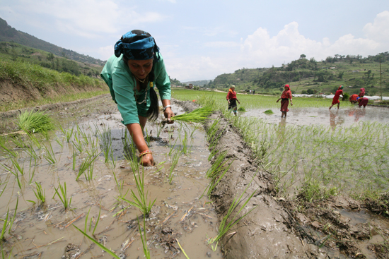 https://archive.nepalitimes.com/assets/uploads/gallery/2b303-online.jpg