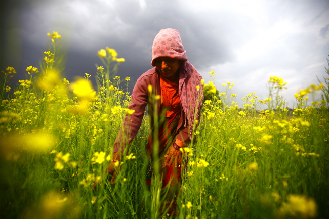 https://archive.nepalitimes.com/assets/uploads/gallery/2fa32-Farmer-in-the-mustard-fields-of-Khokana.jpg