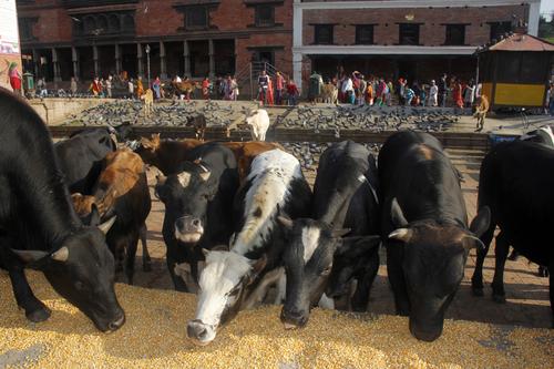 https://archive.nepalitimes.com/assets/uploads/gallery/4011c-pashupati-bull-2.jpg