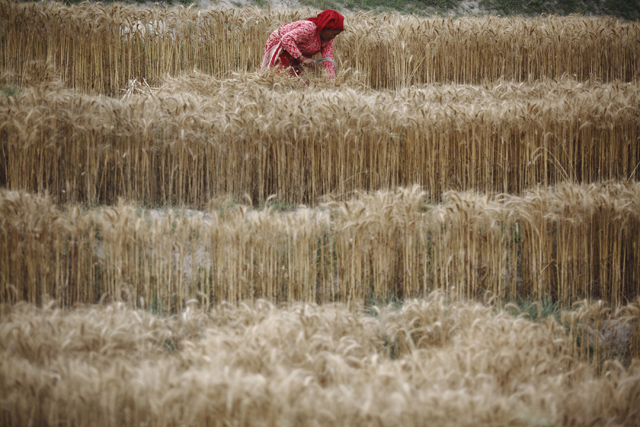 https://archive.nepalitimes.com/assets/uploads/gallery/579db-Women-harvests-wheat-in-Kavre.jpg