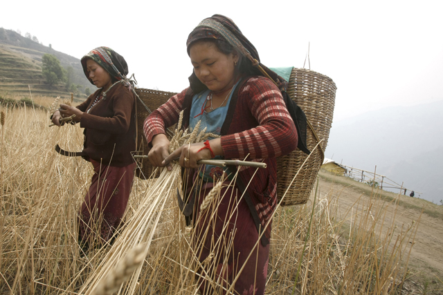 https://archive.nepalitimes.com/assets/uploads/gallery/8ba03-Women-in-Barpak-harvest-wheat.jpg