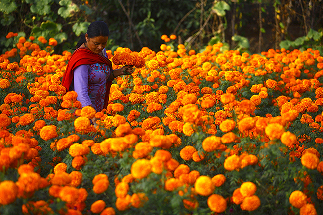 https://archive.nepalitimes.com/assets/uploads/gallery/b01c1-marigold-flowers-nepal.jpg