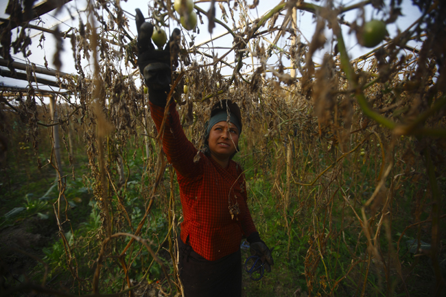 https://archive.nepalitimes.com/assets/uploads/gallery/d3e09-tomato-picking.jpg