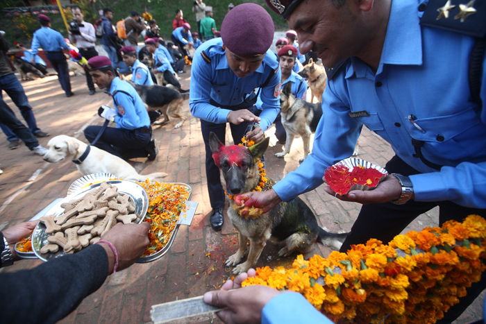 https://archive.nepalitimes.com/assets/uploads/gallery/df12b-kukur-tihar.jpg