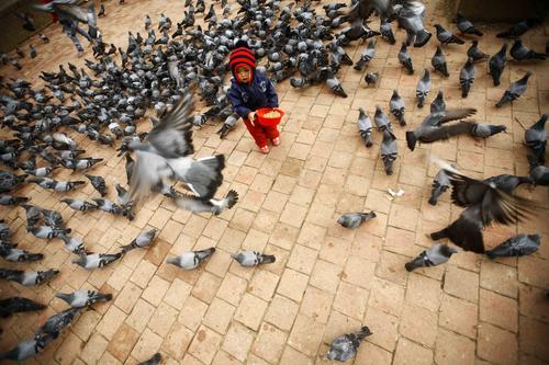 https://archive.nepalitimes.com/assets/uploads/gallery/e1c63-pigeons.jpg