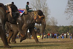 https://archive.nepalitimes.com/image.php?&width=250&image=/assets/uploads/gallery/1038f-elephant2.jpg