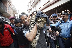 https://archive.nepalitimes.com/image.php?&width=250&image=/assets/uploads/gallery/218ef-leopard.jpg