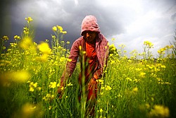 https://archive.nepalitimes.com/image.php?&width=250&image=/assets/uploads/gallery/2fa32-Farmer-in-the-mustard-fields-of-Khokana.jpg