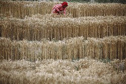 https://archive.nepalitimes.com/image.php?&width=250&image=/assets/uploads/gallery/579db-Women-harvests-wheat-in-Kavre.jpg