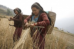 https://archive.nepalitimes.com/image.php?&width=250&image=/assets/uploads/gallery/8ba03-Women-in-Barpak-harvest-wheat.jpg