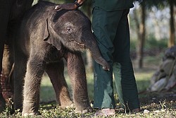 https://archive.nepalitimes.com/image.php?&width=250&image=/assets/uploads/gallery/d0441-10th_new-baby-elephant-with-mahoute-copy.jpg
