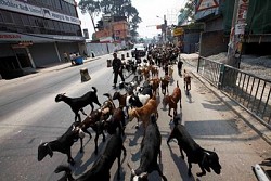 https://archive.nepalitimes.com/image.php?&width=250&image=/assets/uploads/gallery/d0c09-Goat-vendor-on-there-way-at-thapathali.JPG