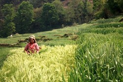 https://archive.nepalitimes.com/image.php?&width=250&image=/assets/uploads/gallery/07d44-April-8.JPG