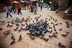 https://archive.nepalitimes.com/image.php?&width=250&image=/assets/uploads/gallery/0c926-DPP_0001.JPG