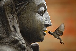 https://archive.nepalitimes.com/image.php?&width=250&image=/assets/uploads/gallery/132eb-garud.jpg