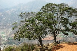 https://archive.nepalitimes.com/image.php?&width=250&image=/assets/uploads/gallery/1c5ac-May--14.JPG