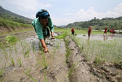 https://archive.nepalitimes.com/image.php?&width=250&image=/assets/uploads/gallery/2b303-online.jpg