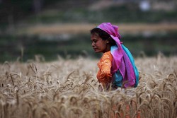 https://archive.nepalitimes.com/image.php?&width=250&image=/assets/uploads/gallery/30c2a-NT_02.jpg
