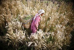 https://archive.nepalitimes.com/image.php?&width=250&image=/assets/uploads/gallery/468ae-wheat-field-2--1-.jpg