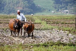 https://archive.nepalitimes.com/image.php?&width=250&image=/assets/uploads/gallery/4addc-IMG_7917edited_S.jpg