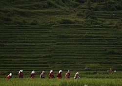 https://archive.nepalitimes.com/image.php?&width=250&image=/assets/uploads/gallery/56c7e-1-3-.JPG