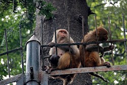 https://archive.nepalitimes.com/image.php?&width=250&image=/assets/uploads/gallery/58542-monkey-1.jpg