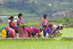 https://archive.nepalitimes.com/image.php?&width=250&image=/assets/uploads/gallery/63227-farming.jpg