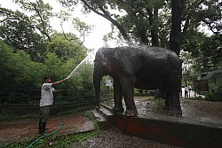 https://archive.nepalitimes.com/image.php?&width=250&image=/assets/uploads/gallery/67fb0-Pawan-Kali-at-the-Central-Zoo.JPG