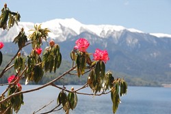 https://archive.nepalitimes.com/image.php?&width=250&image=/assets/uploads/gallery/698ac-Flowers-at-Rara-Lake---Dambar-k-Shrestha.jpg