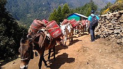 https://archive.nepalitimes.com/image.php?&width=250&image=/assets/uploads/gallery/71033-Lukla-to-Namche-Trekking-online.jpg