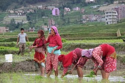 https://archive.nepalitimes.com/image.php?&width=250&image=/assets/uploads/gallery/92c6e-June16.JPG