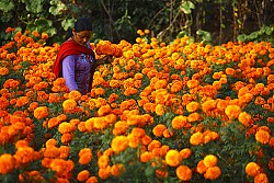 https://archive.nepalitimes.com/image.php?&width=250&image=/assets/uploads/gallery/b01c1-marigold-flowers-nepal.jpg