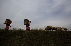 https://archive.nepalitimes.com/image.php?&width=250&image=/assets/uploads/gallery/b74ae-gopen.jpg