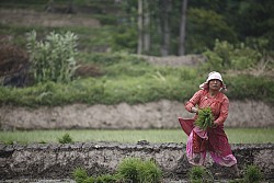 https://archive.nepalitimes.com/image.php?&width=250&image=/assets/uploads/gallery/b92f3-monsoon.jpg