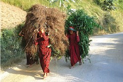 https://archive.nepalitimes.com/image.php?&width=250&image=/assets/uploads/gallery/ca72f-m4.jpg