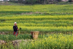 https://archive.nepalitimes.com/image.php?&width=250&image=/assets/uploads/gallery/cc473-March-24.jpg