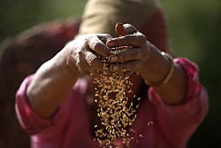https://archive.nepalitimes.com/image.php?&width=250&image=/assets/uploads/gallery/d8eb9-Farmers-in-Bungamati.jpg