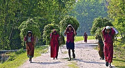 https://archive.nepalitimes.com/image.php?&width=250&image=/assets/uploads/gallery/dfa19-h4.jpg
