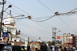 https://archive.nepalitimes.com/image.php?&width=250&image=/assets/uploads/gallery/e1b06-Mar-5-edited.jpg