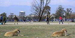 https://archive.nepalitimes.com/image.php?&width=250&image=/assets/uploads/gallery/ed369-cricket-copy.jpg