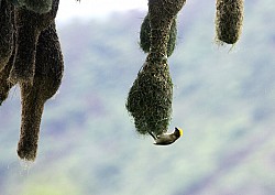 https://archive.nepalitimes.com/image.php?&width=250&image=/assets/uploads/gallery/f2657-baya-weaver.jpg